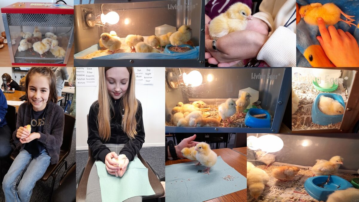 Image of Goodbye Chicks - A Fantastic Learning Experience!