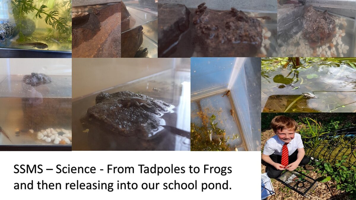 Image of SSMS - Science - Tadpoles and Frogs