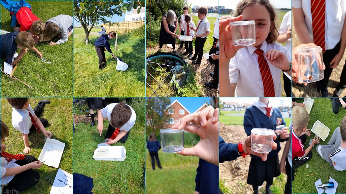 Image of SSMS - Pond Dipping