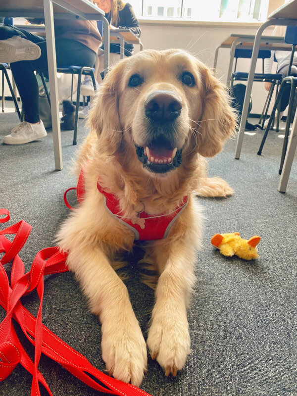 Image of Therapy dog helping students revision