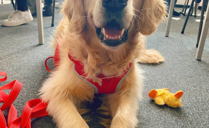Image of Therapy dog helping students revision
